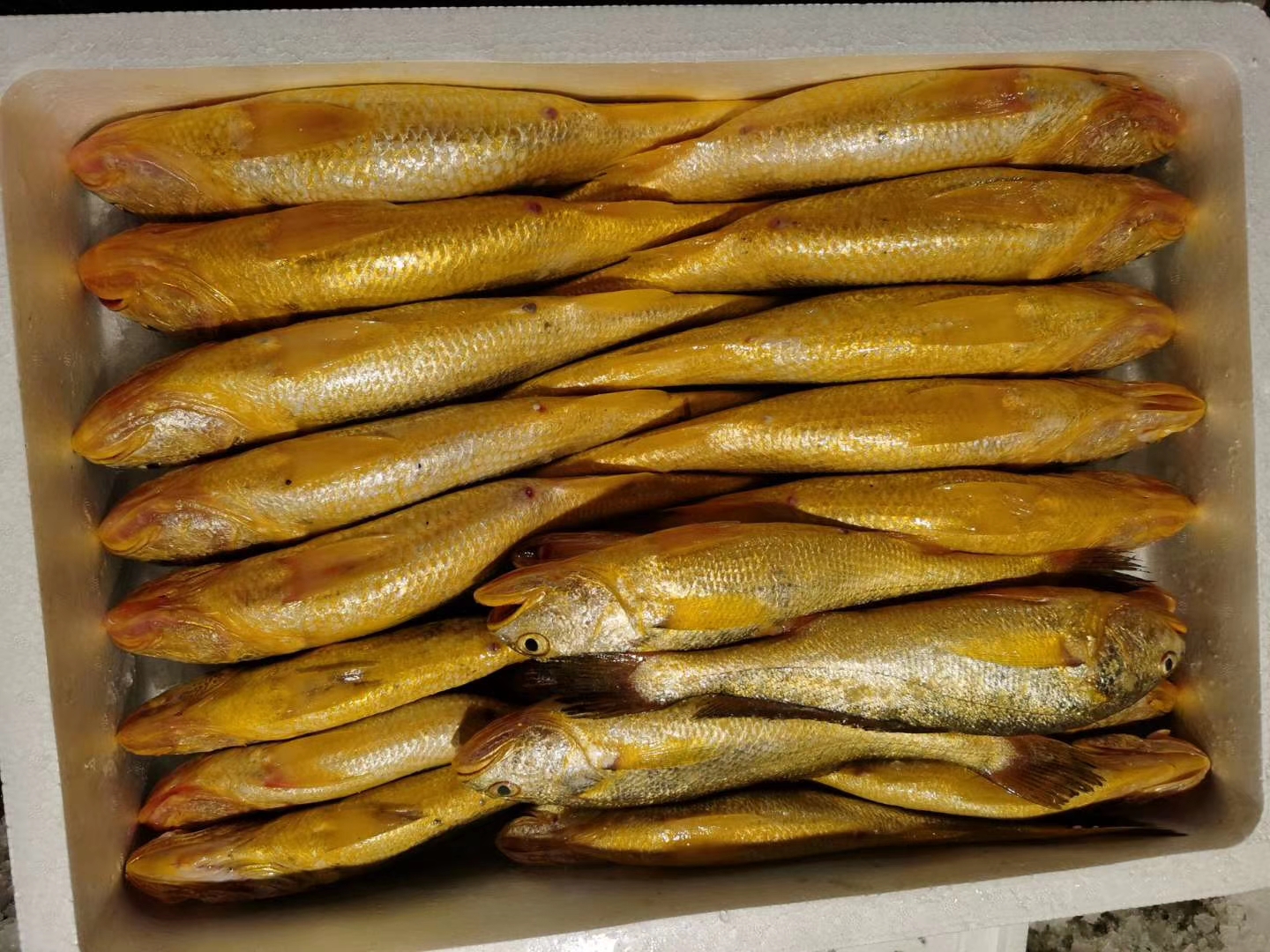 大陳黃魚(圖3)