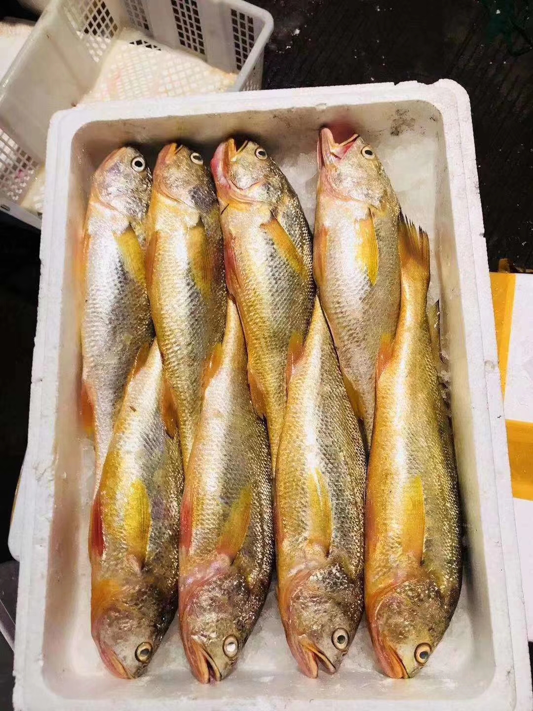 大陳黃魚(圖2)